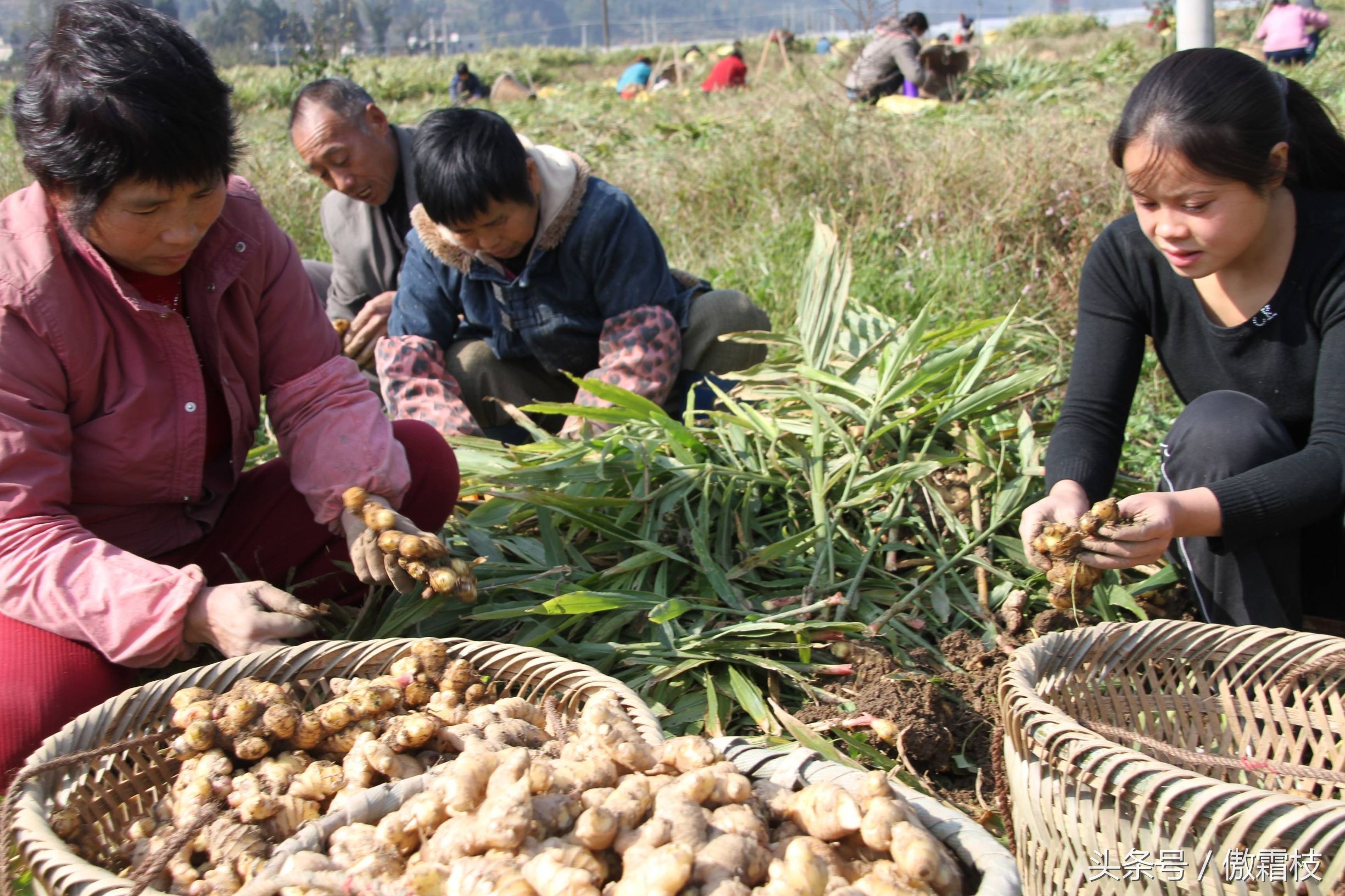 鐢熷鎵撶鎬庝箞淇濆瓨,鐢熷鍙互鍐峰喕淇濆瓨