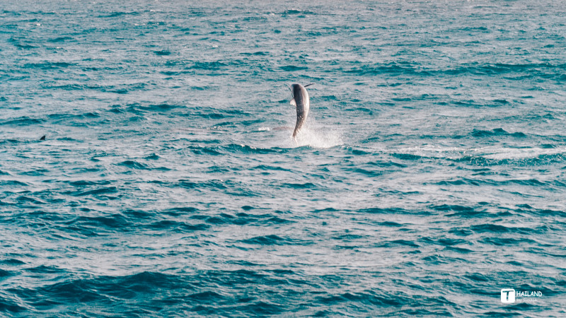 带你一起去泰国看海,回忆那年在泰国踏浪看海