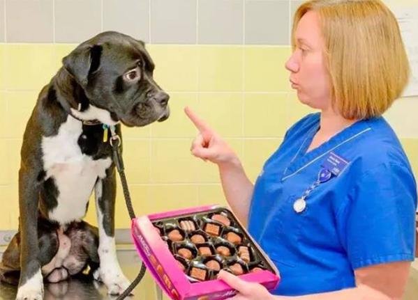 养金毛狗新手入门必备物品,如何训练金毛不吃他人的食物