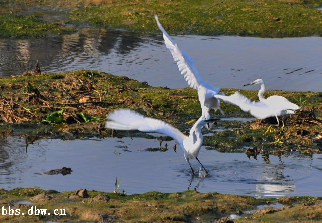 闲云野鹤曲子赏析,古曲闲云野鹤