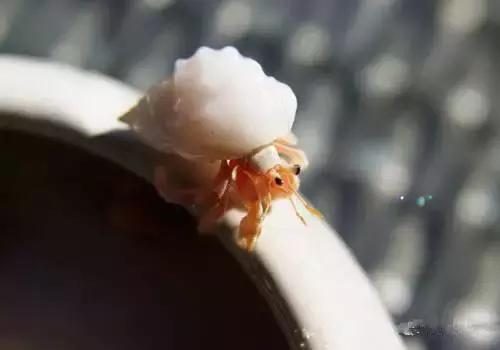 羊口开海！倒计时一天！第一网吃起来！看完哈喇子流一地