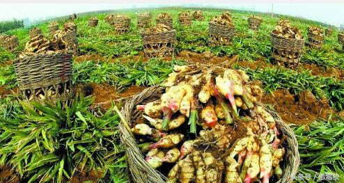 鐢熷鎵撶鎬庝箞淇濆瓨,鐢熷鍙互鍐峰喕淇濆瓨