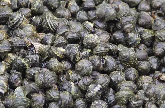 羊口开海！倒计时一天！第一网吃起来！看完哈喇子流一地