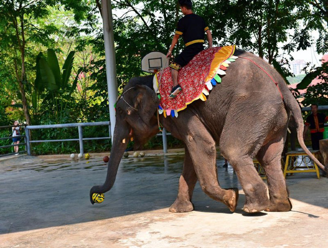 去西双版纳旅游吃住行攻略,去西双版纳旅行自由行攻略