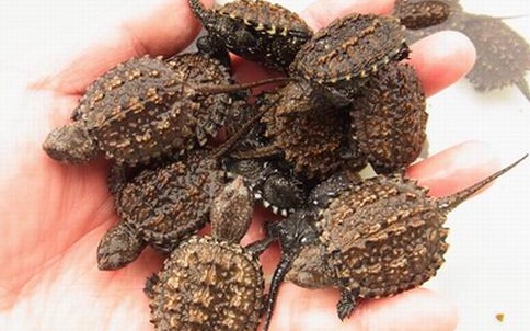 小鳄龟苗怎样养绿毛鳄龟,如何养好鳄龟让鳄龟更凶狠