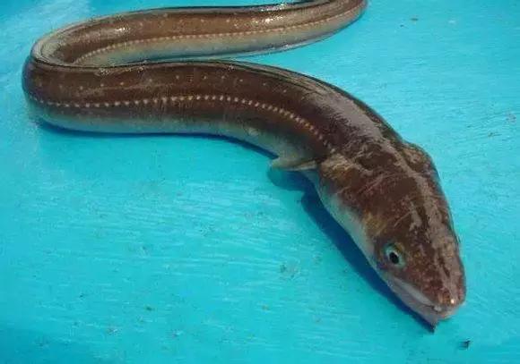 羊口开海！倒计时一天！第一网吃起来！看完哈喇子流一地