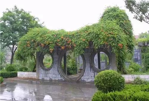 凌霄盆景如何养护,凌霄盆栽植物