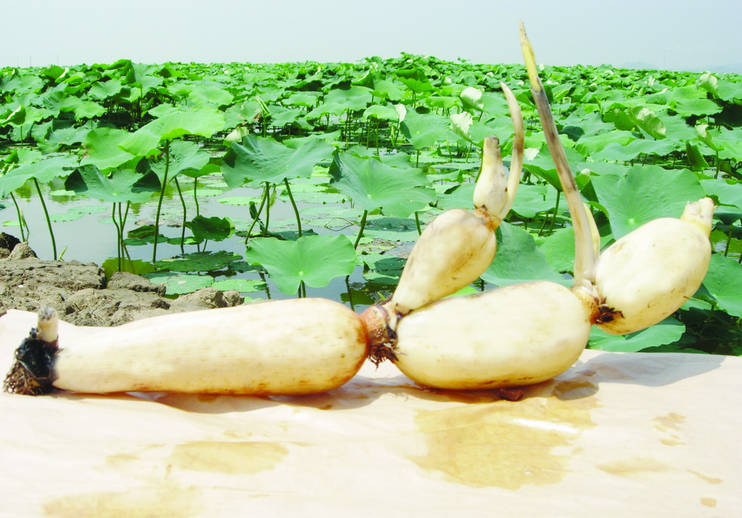 中国特有的蔬菜,中国特有蔬菜水果