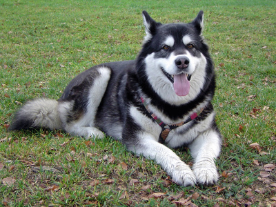 中期犬瘟在家的治疗方法,狗狗犬瘟怎么治疗最有效