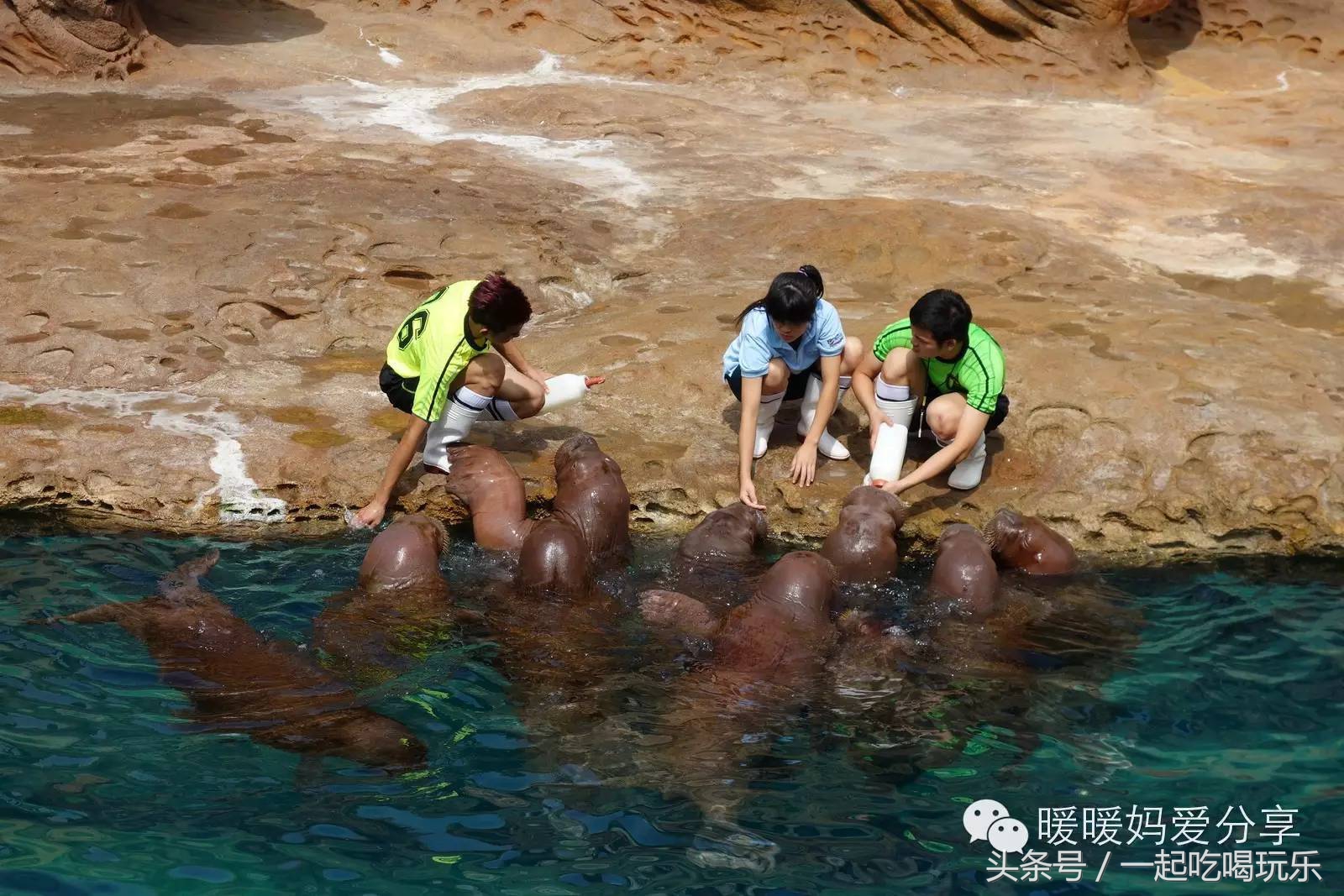 珠海长隆企鹅酒店攻略亲子游,长隆攻略亲子游三天住什么酒店