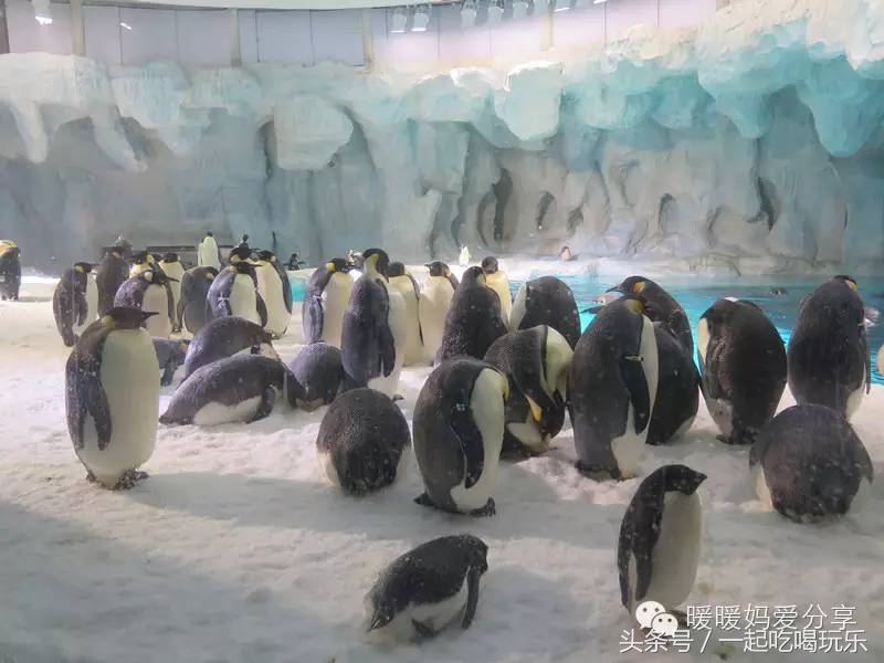 珠海长隆企鹅酒店攻略亲子游,长隆攻略亲子游三天住什么酒店