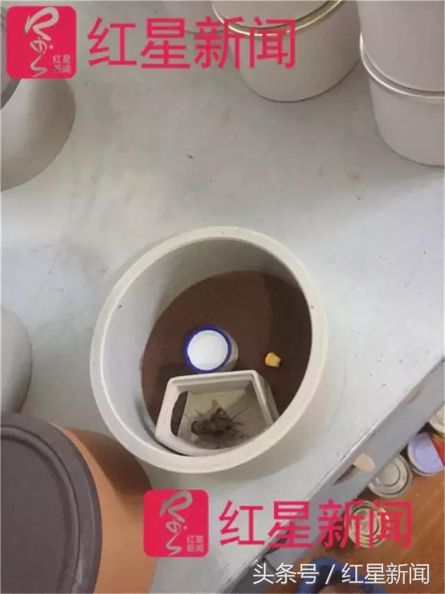 河南捉蛐蛐一个能卖几万,河南哪个地方蛐蛐好抓点