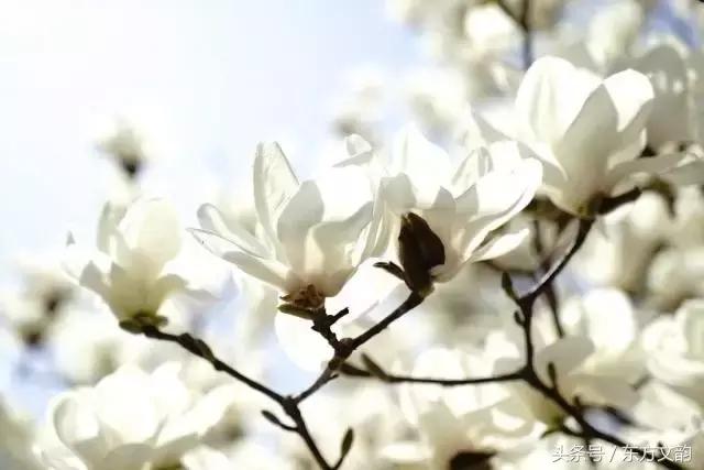 散文玉兰花,散文玉兰花开