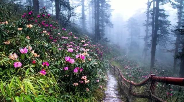 带你体验不一样的异国风情柬埔寨,去柬埔寨探寻神秘而又独特的美