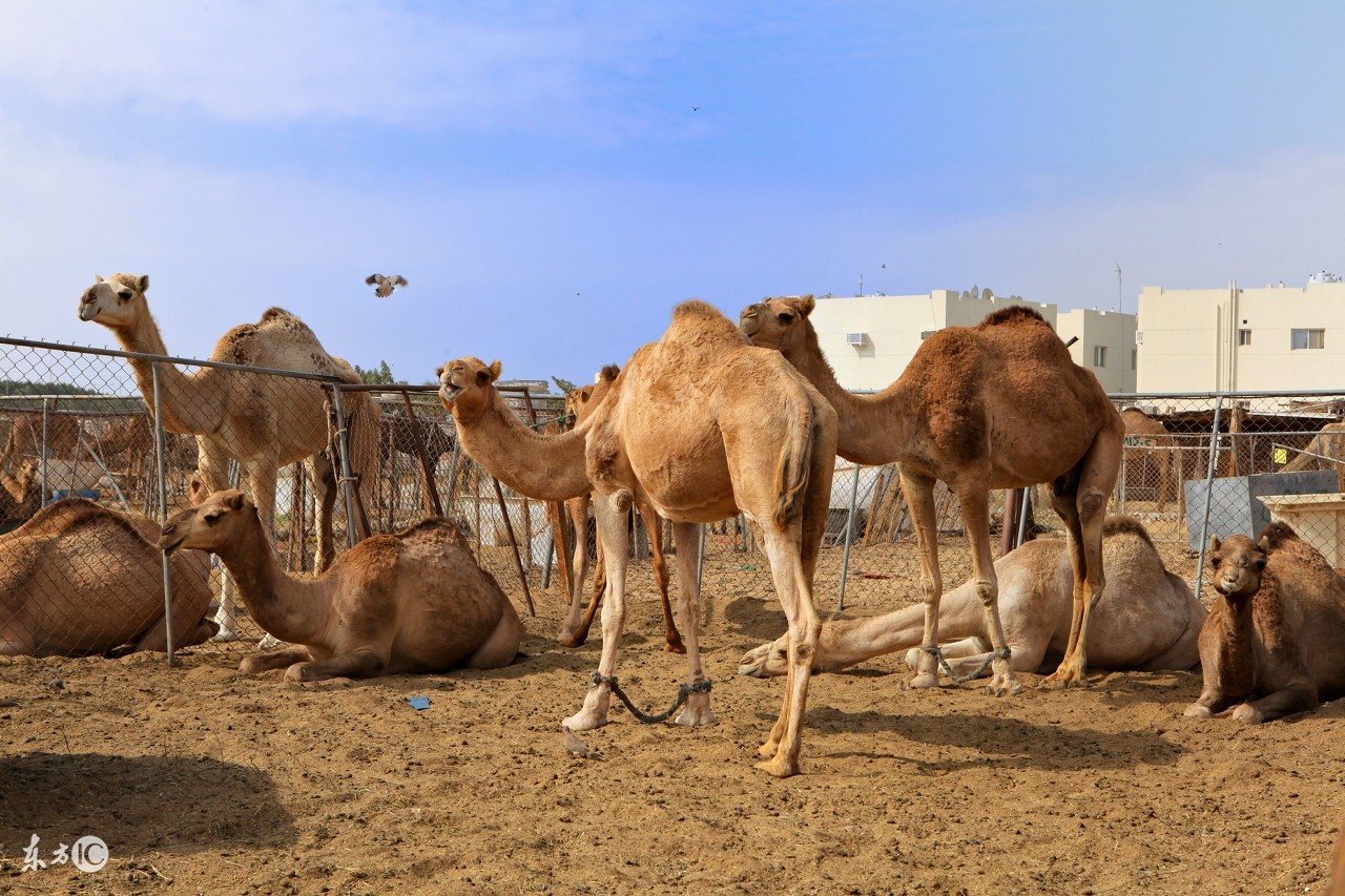 每日小科普有趣的冷知识分享,超有趣的冷知识你绝对不知道