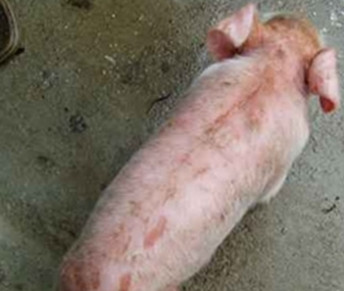 小猪渗出性皮炎照片,猪渗出性皮炎的原因和治疗方案