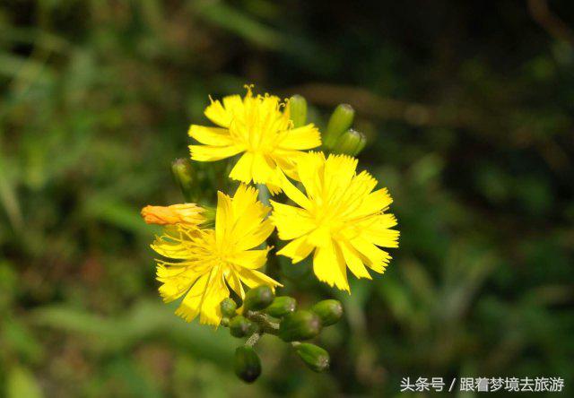 重庆最美黑山谷景区,重庆万盛黑山谷旅游如何