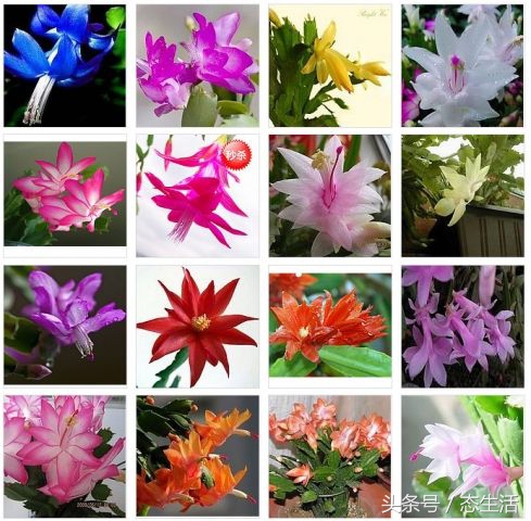 淘宝店铺卖的花卉是正品吗安全吗,淘宝花店骗局揭秘图片