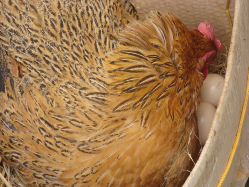 中国农民养500只猪,中国农民养了7万只鸡