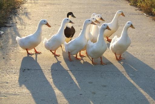 农民饲养各种动物,中国农民养六畜视频