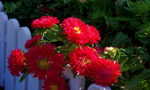 我国的国花是什么花正确答案,我国的国花是什么花