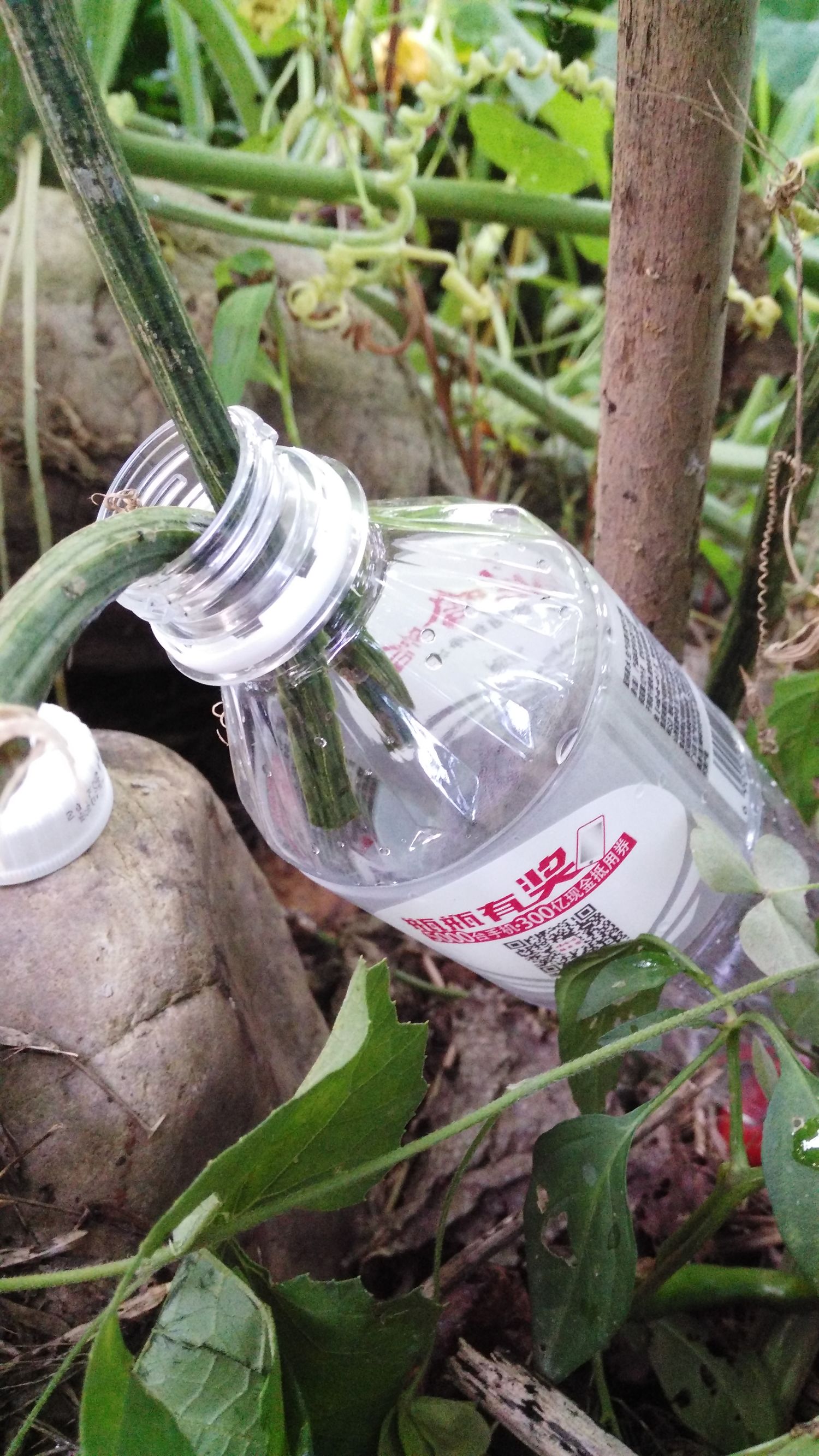 丝瓜汤治咽炎的偏方,丝瓜水治慢性咽炎一天喝几次