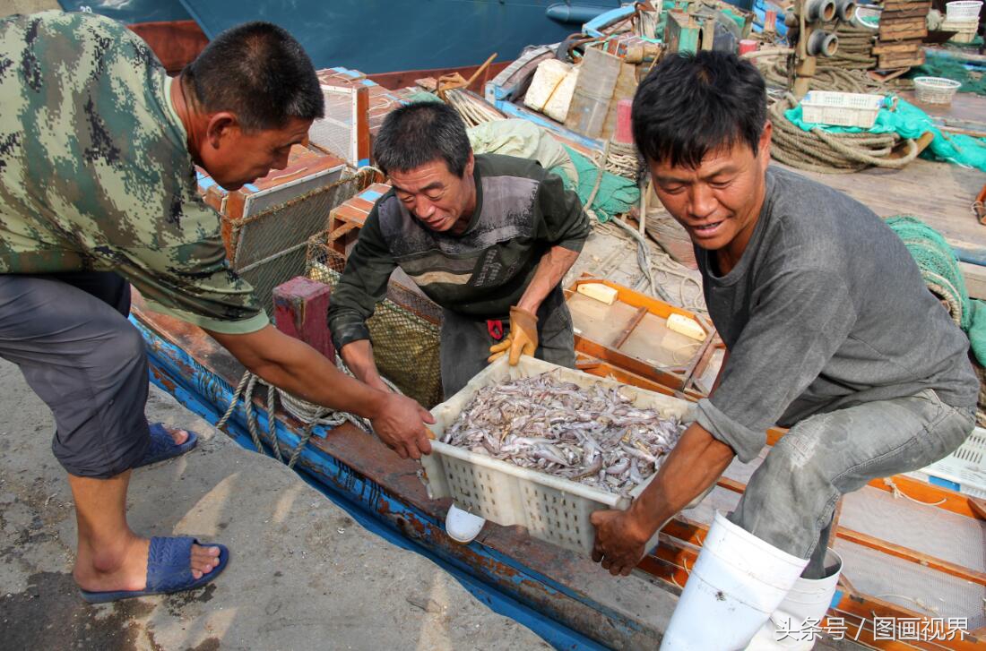 黄渤海有什么海鲜,黄渤海海鲜