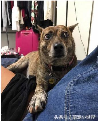 妈咪的肚子在动，米克斯摸到胎动，整只狗吓到呆掉了，表情超惊讶