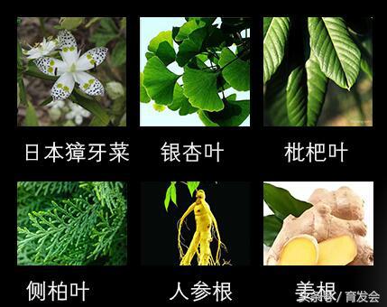 日本专利专攻白发何首乌洗发水,日本新技术成功解决脱发秃顶