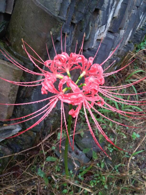 黑白色的曼珠沙华 (粉红色的曼珠沙华)