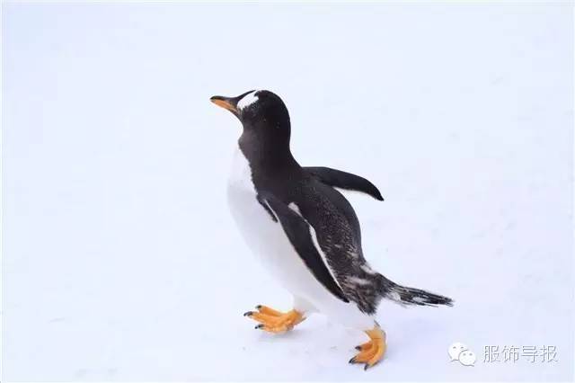 美翻天气质穿搭,夏季旅行穿搭日记