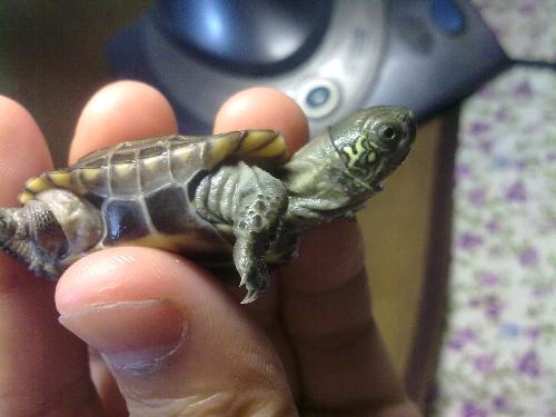 乌龟得腐皮病治疗方法,乌龟腐皮病如何治