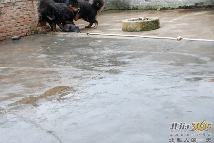 陈荣华北海,北海人的一天