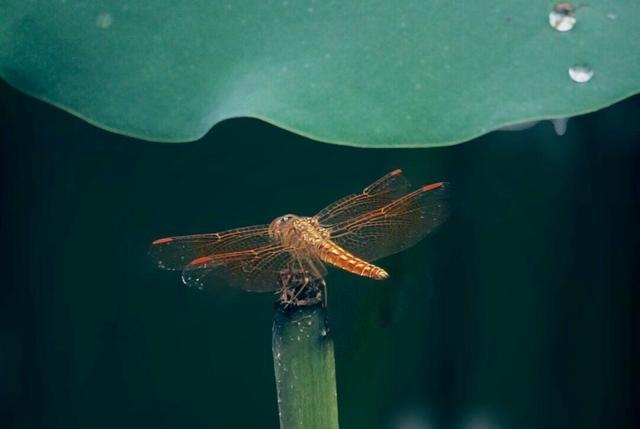 诗礼豪情四海行，传扬国粹献平生：烟之外古诗词