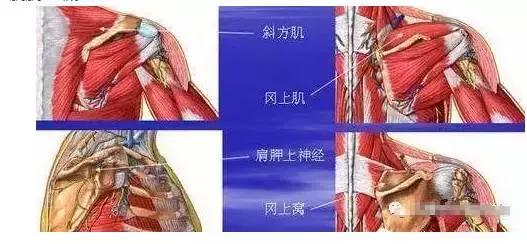 睡觉醒来手麻是什么原因和征兆,手麻的原因分析及简单评估