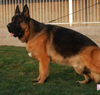 锤系德牧好还是赛级德牧好,为什么叫德牧狼狗