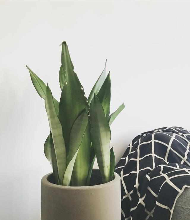 绿萝植物的特征介绍,绿萝观叶植物