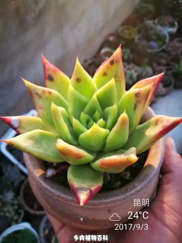 夕阳西下,养多肉的人没有在天涯,在家!