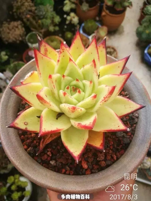 夕阳西下,养多肉的人没有在天涯,在家!