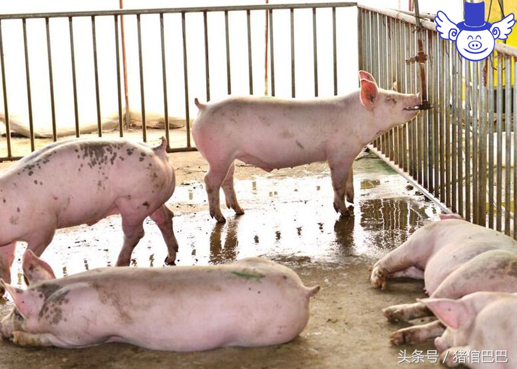 养猪粪水污染怎么办,水质被猪场污染怎么办