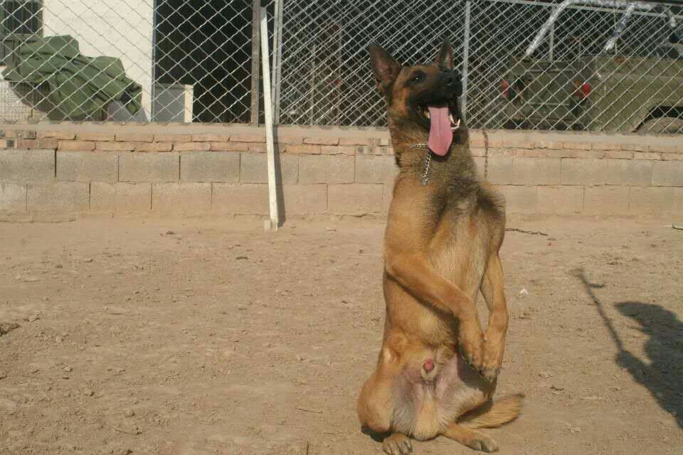 马犬如何训练站立，直接在家就可以训练马犬