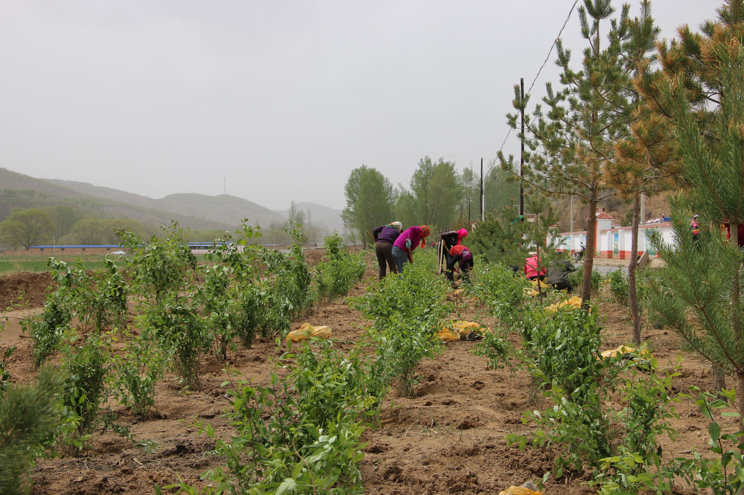 长城美丽乡村,长城镇美丽乡村建设