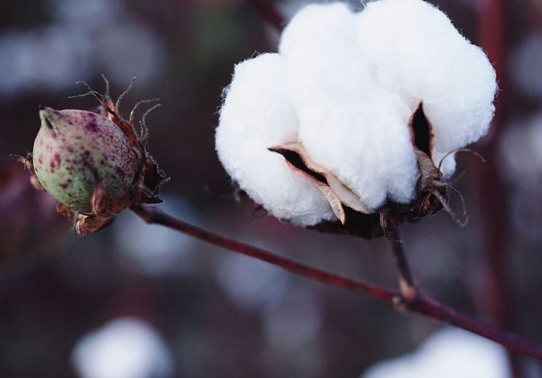 哪些农作物可赚钱,有哪些种植业赚钱的