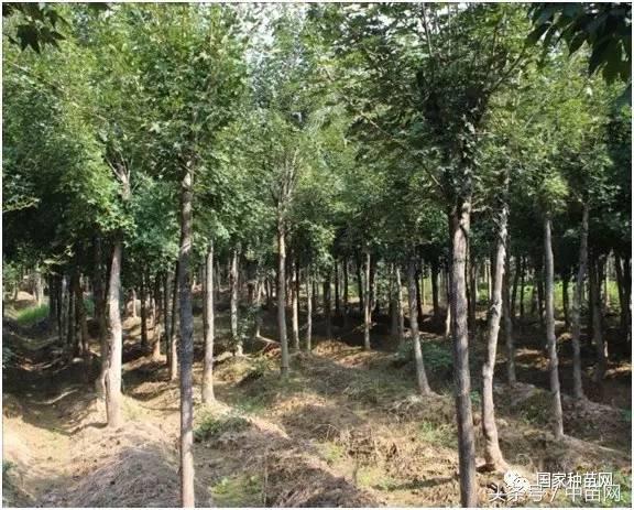 五角枫树下好多小五角枫怎么移栽,五角枫怎么养才好