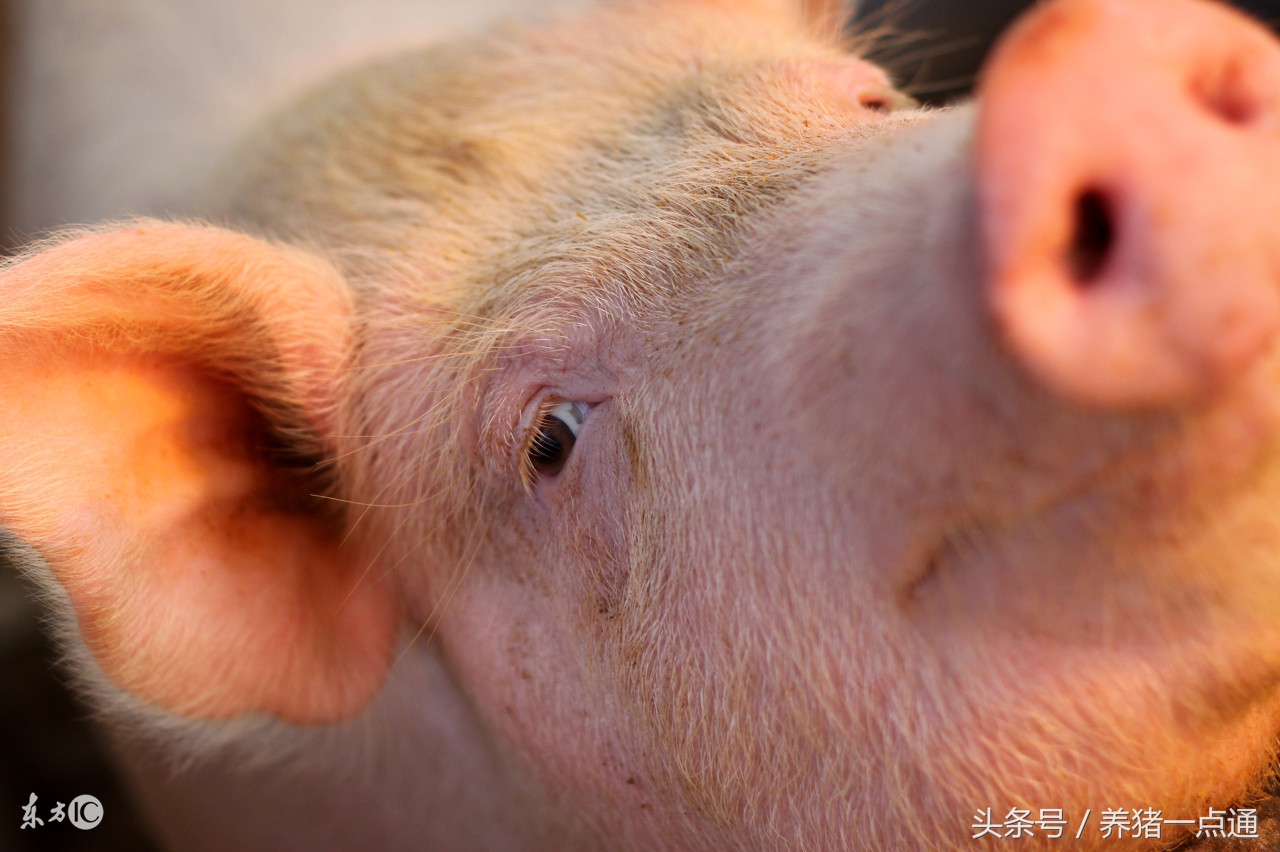 新手养猪用什么催肥,新手养猪的饲料配方大全