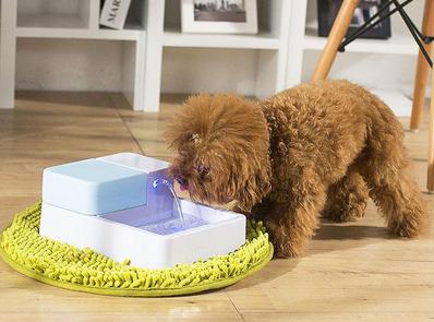 天气转凉怎么给狗狗补充营养,天气热该怎么养狗狗好呢