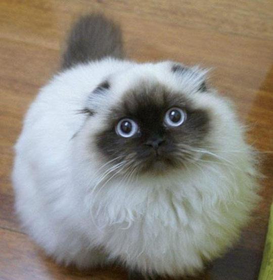 中国本土的猫都有哪些品种,战斗力最强的十种猫