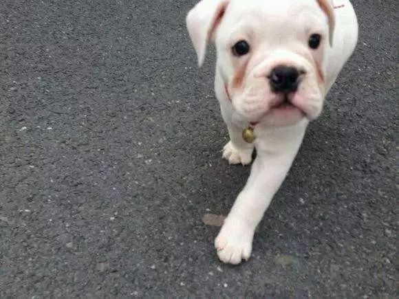 狗狗有泪痕怎么办？六大方案教您一秒解决！