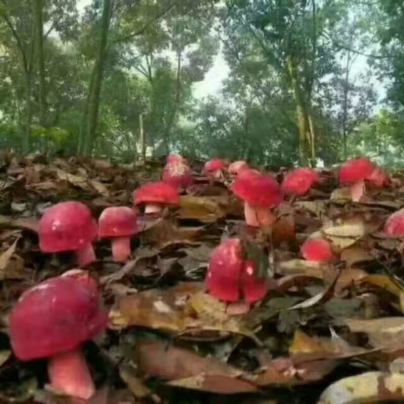 澶╀笅璞℃妫嬪瓙,澶╀笅璞℃妫嬭氨澶у叏