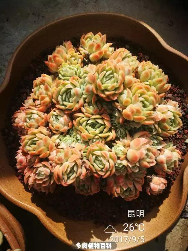 夕阳西下,养多肉的人没有在天涯,在家!